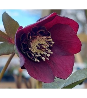 Helleboro orientalis Rosso...