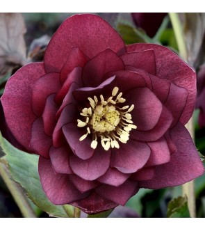 Helleboro orientalis doppio...