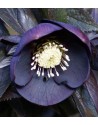 Helleboro orientalis Blù