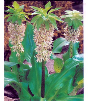 Eucomis bicolor