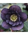 Helleboro orientalis doppio...