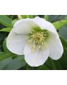 Helleboro orientalis Bianco