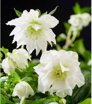 Helleboro orientalis doppio...