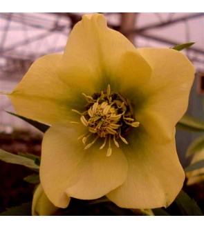 Helleboro orientalis Giallo