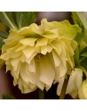 Helleboro orientalis doppio...