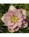 Helleboro orientalis doppio...