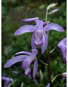 Bletilla striata Blue...
