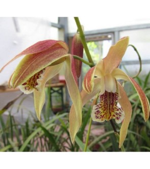 Bletilla striata Penways...