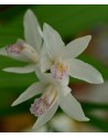 Bletilla Bianca Specie in vaso