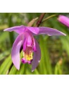 Bletilla Penway Dragon in vaso