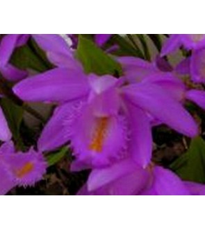 Pleione aurita in vaso