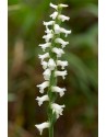 Spiranthes cernua