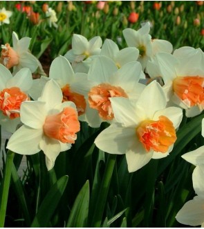 Narciso doppio Candy Princess
