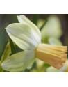 Narciso Cyclamineus Carice