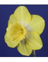 Narciso a grande corona...