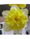 Narciso doppio Full House