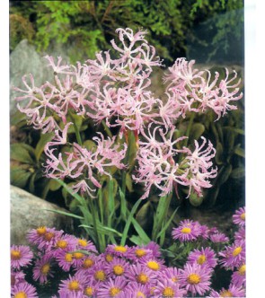 Nerine Undulata