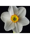 Narciso piccola corona...