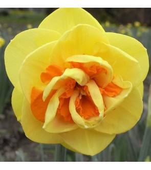 Narciso doppio Kiwi Sunset