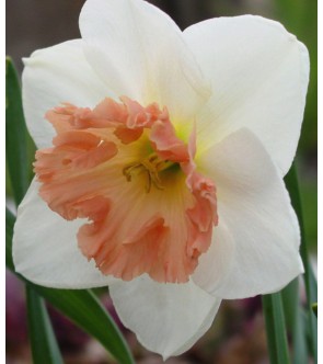 Narciso a coppa larga Precocious
