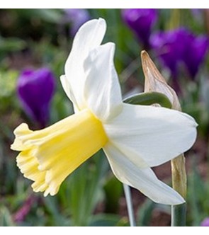 Narciso cyclamineus Prinses...