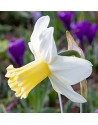 Narciso cyclamineus Prinses...