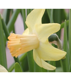 Narciso cyclamineus Prototype