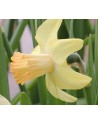Narciso cyclamineus Prototype