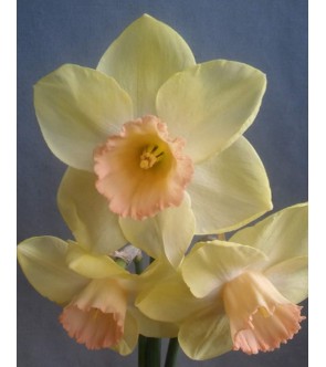 Narciso a grande corona...