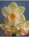 Narciso a grande corona...