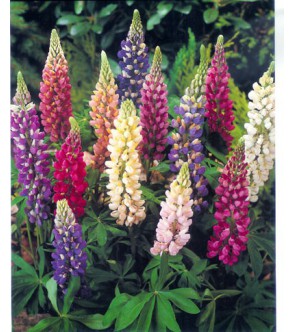 Lupinus ( lupino )  miscuglio