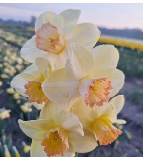 Narciso a grande corona Sandokan NOVITA'