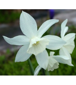Narciso triandrus Thalia