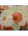 Narciso a tromba Ticked...