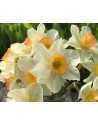 Narciso Jounquilla Yazz