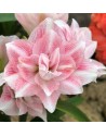 Amaryllis doppio Candy Belle