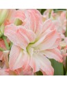 Amaryllis doppio Giant Amadeus