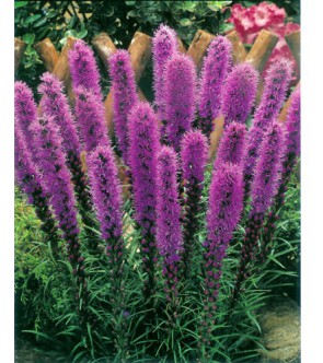 Liatris spicata