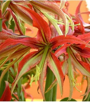 Amaryllis cybister La Paz