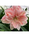 Amaryllis doppio Lucky Nimph