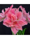 Amaryllis doppio Pink...