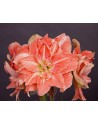 Amaryllis doppio Sweet...