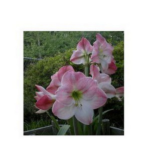 Amaryllis Apple Blossom