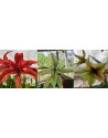Amaryllis Cybister...
