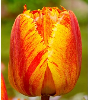 Tulipano crispa Fringed...