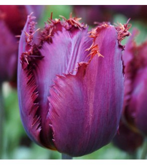 Tulipano crispa Curly Sue