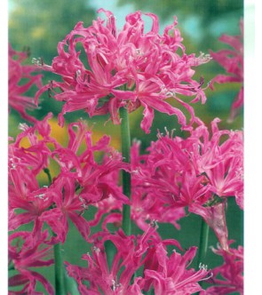 Nerine Bowdenii