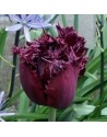 Tulipano crispa Labrador