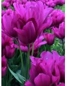Tulipano multiflora Night Club