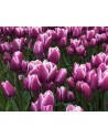 Tulipano multiflora Purple...